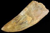 Serrated, Carcharodontosaurus Tooth - Real Dinosaur Tooth #80608-1